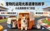 宠物托运阳光产业玩法教学，市面上少有的宠物赛道赚钱玩法