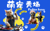 酷飒动物跳舞走秀 时尚喵FASHION汪 多金小姐姐最爱的 轻松月入破W