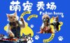 酷飒动物跳舞走秀，时尚喵FASHION汪， 多金小姐姐最爱的，轻松月入破W【揭秘】